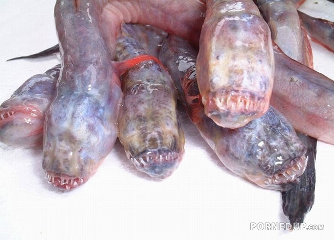 crazy looking alien fish