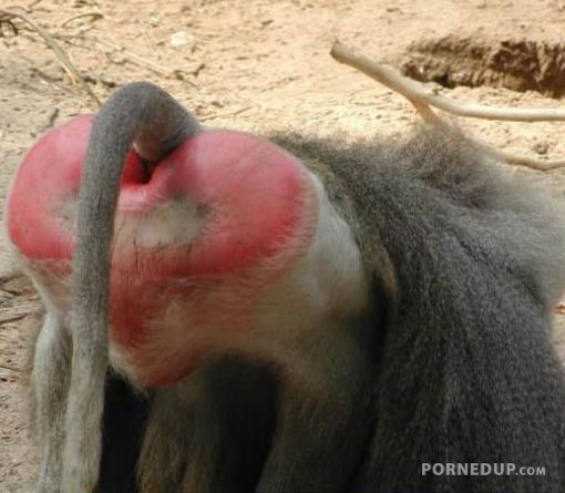 heart shaped baboon ass