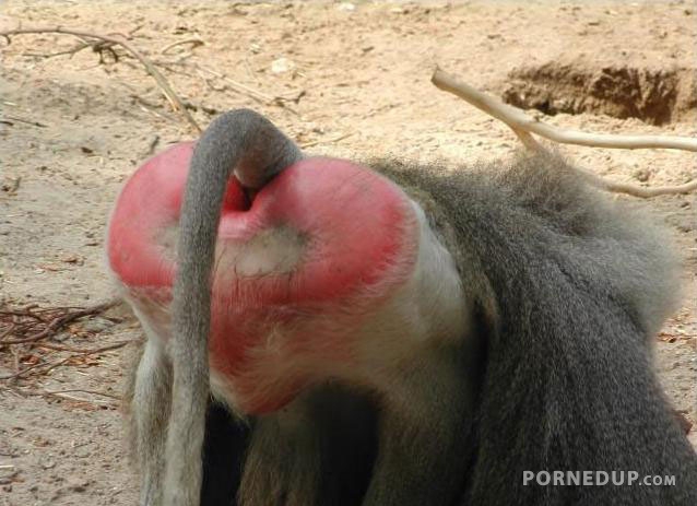 heart shaped baboon ass