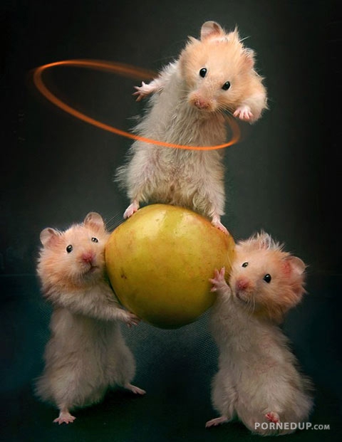 three hamsters doing tricks
