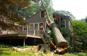 cut down tree falls on house