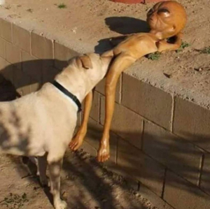 Dog Pleasing Alien
