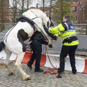 Horse Rapes Police Officer