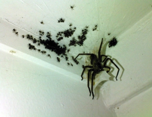 momma spider with her babies
