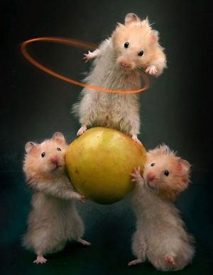 three hamsters doing tricks