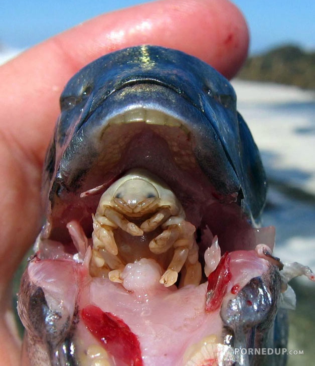 weird creature in fish mouth