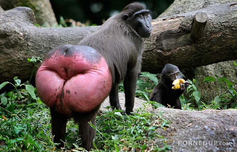 Babons With Girl Porn - Baboon has a huge red ass - Porned Up!
