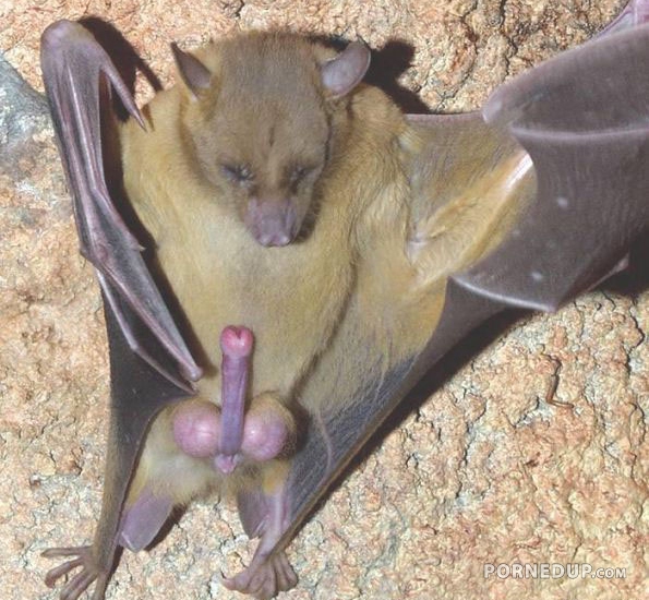 bat with a boner