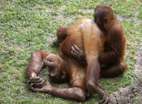 chimp eats out other chimps pussy