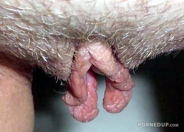 close up of hanging pussy lips