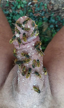 Cock With Wasps