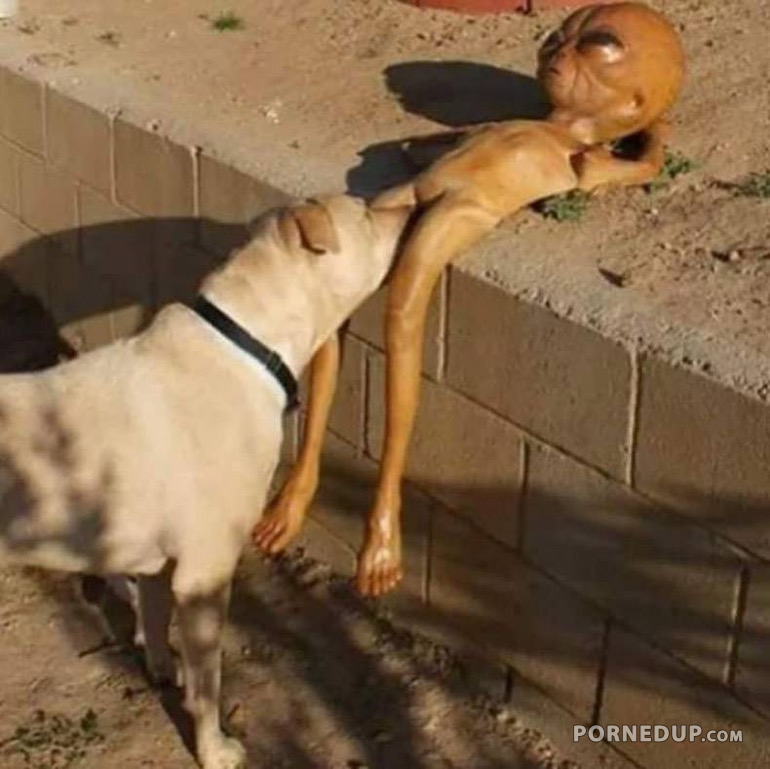 Dog Pleasing Alien