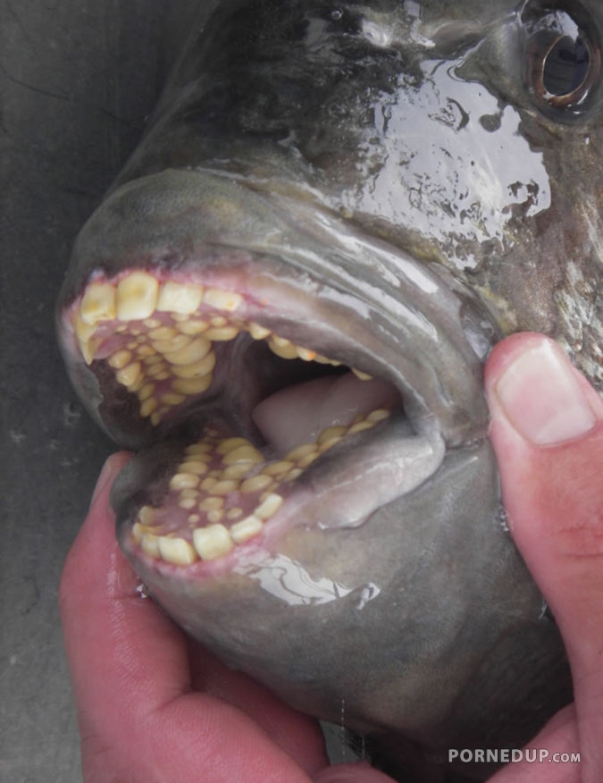 fish has human teeth