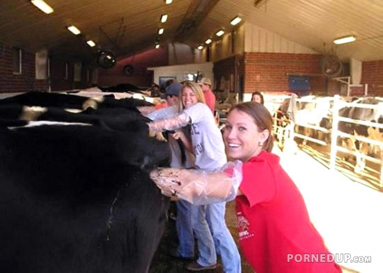 Fat Cow Anal - Fisting a cows asshole - Porned Up!
