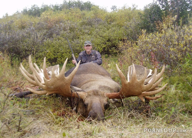 huge dead moose