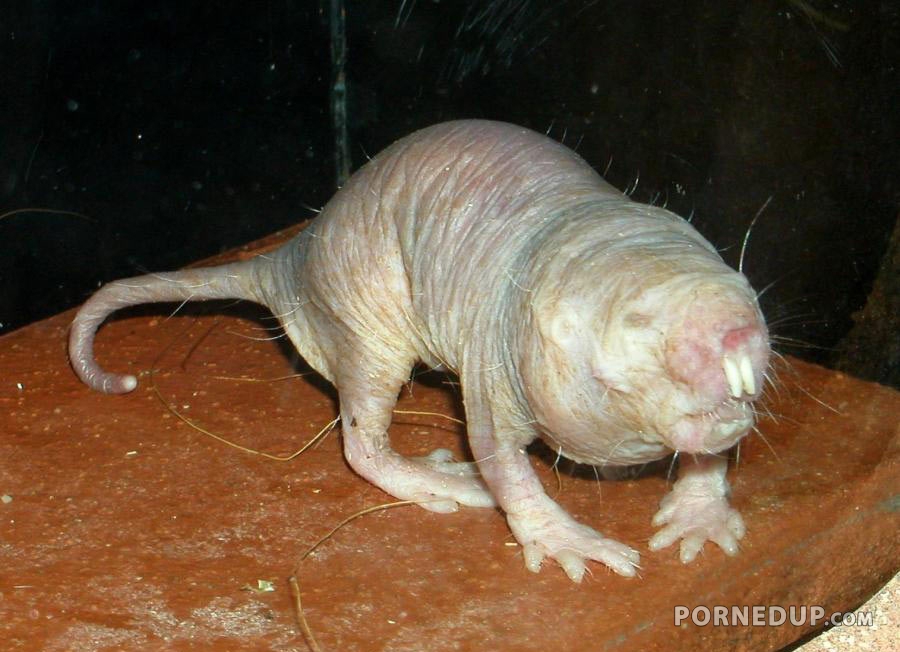 scary looking naked mole rat