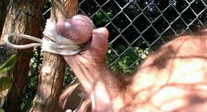 balls tied to a tree