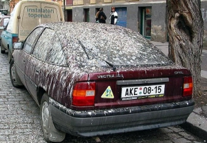 car covered in bird shit