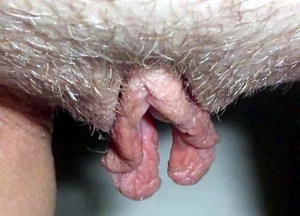 close up of hanging pussy lips