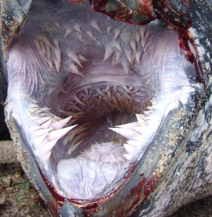 crazy fish teeth crazy fish teeth