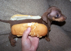 cute hot dog puppy in a bun