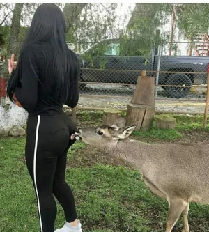 Deer Licking Her Big Ass