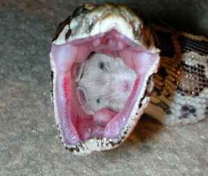 dinner time