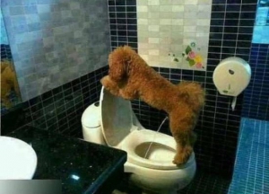 dog learned how to piss in toilet