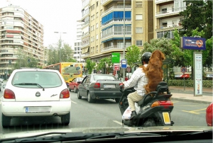 dog riding motorcycle