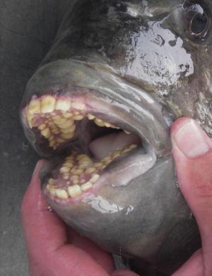 fish has human teeth