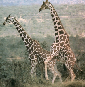 giraffes fucking