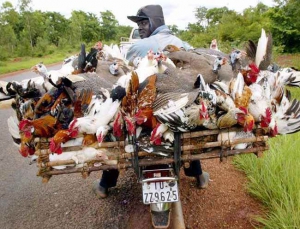 guy drives motorcycle with a million chickens