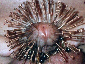 many needles in the head of his penis many needles in the head of his penis