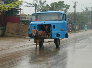 ox car cart