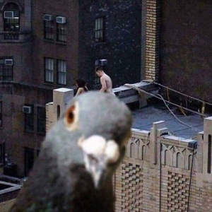 Pigeon Get Outta The Way!
