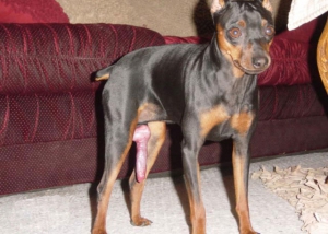 puppy boner
