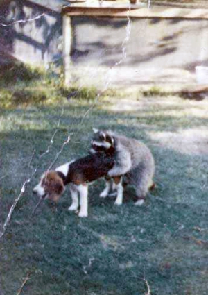 raccoon fucking a dog