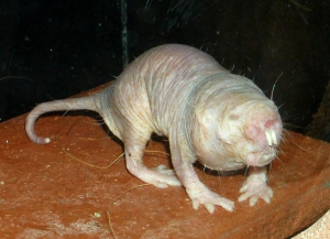 scary looking naked mole rat