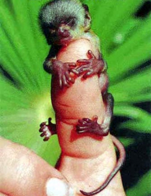 super tiny monkey on finger