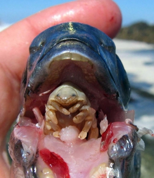 weird creature in fish mouth weird creature in fish mouth