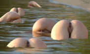 Asses surface in the water