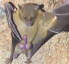 Bat with a boner