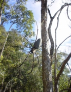 Huge spider