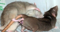 Rats having sex