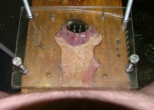 Smushed cock