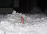 Snow cock